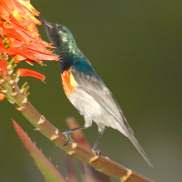 Greater Double-collared Sunbird